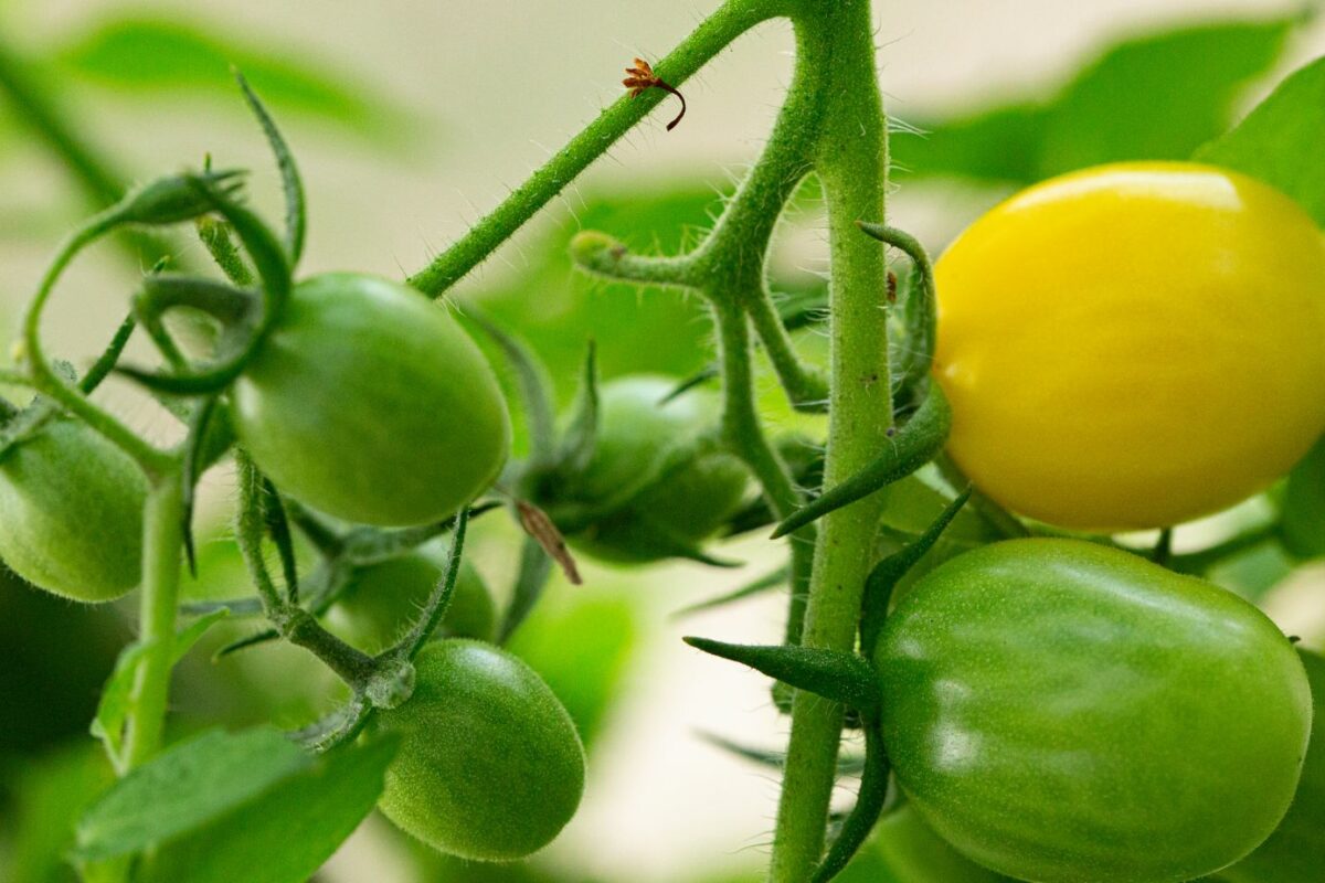 Effective Tomato Blossom End Rot Home Remedy: Quick Solutions for Healthy Plants