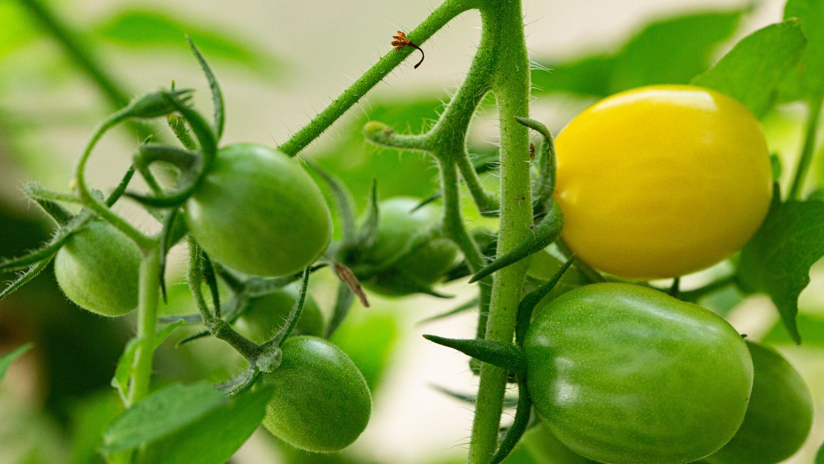 You are currently viewing Effective Tomato Blossom End Rot Home Remedy: Quick Solutions for Healthy Plants